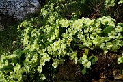 27 Primule gialle (Primula vulgaris)